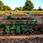 Starting a community garden