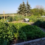 Lawson Heights Garden Meeting Sept. 6th